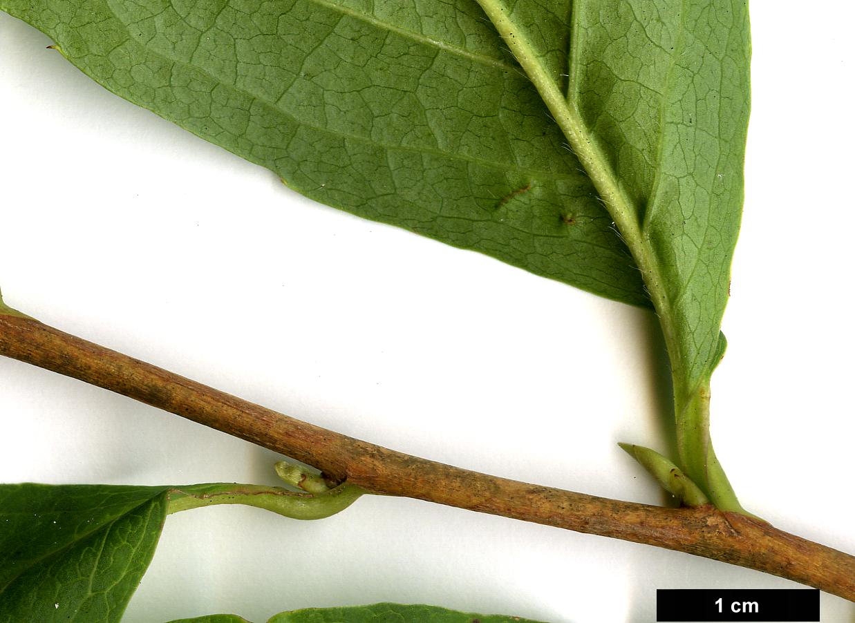 High resolution image: Family: Theaceae - Genus: Stewartia - Taxon: sinensis - SpeciesSub: var. acutisepala